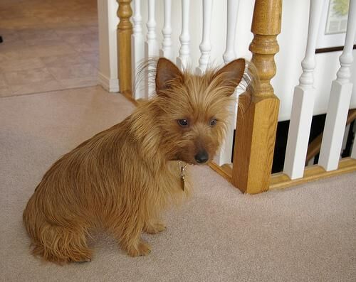Terrier Australian