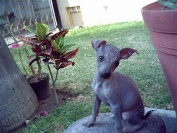 Mexicanhairless
