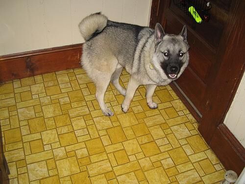 Elkhound Norwegian