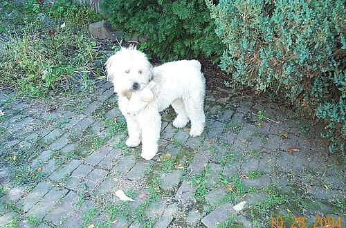 Terrier Wheaten