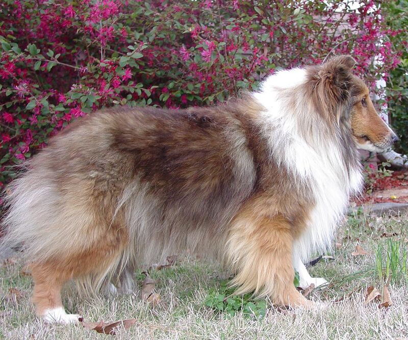Sheepdog Shetland