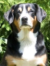 Entlebucher