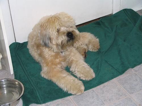Terrier Wheaten
