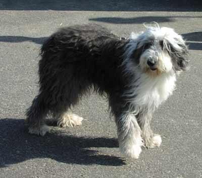 Sheepdog English
