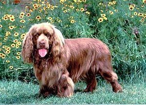 Spaniel Sussex