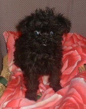 Affenpinscher