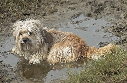Terrier Tibetan