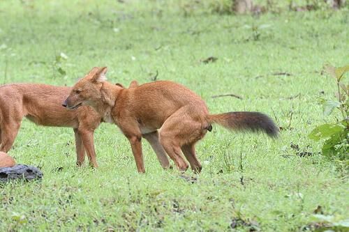Dhole