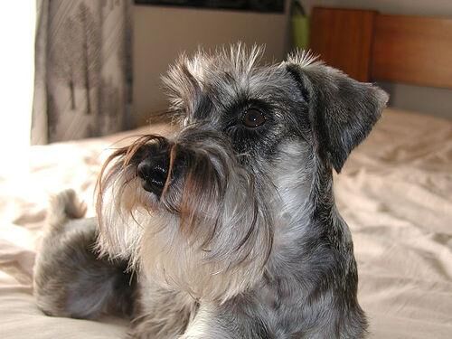 Schnauzer Miniature