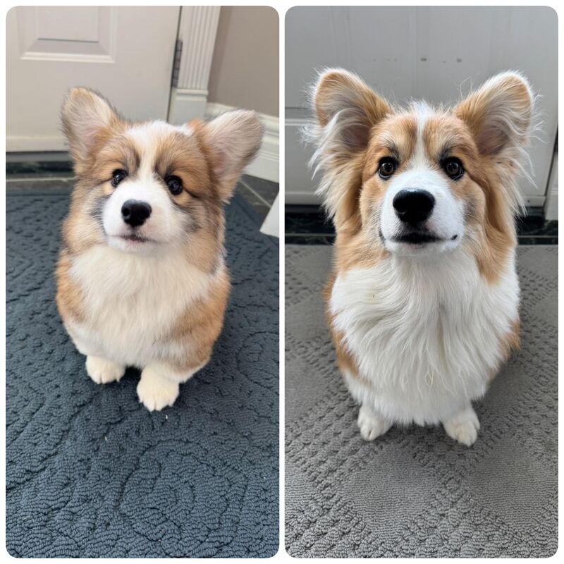 Our little fluff is 8 months today! 🎂