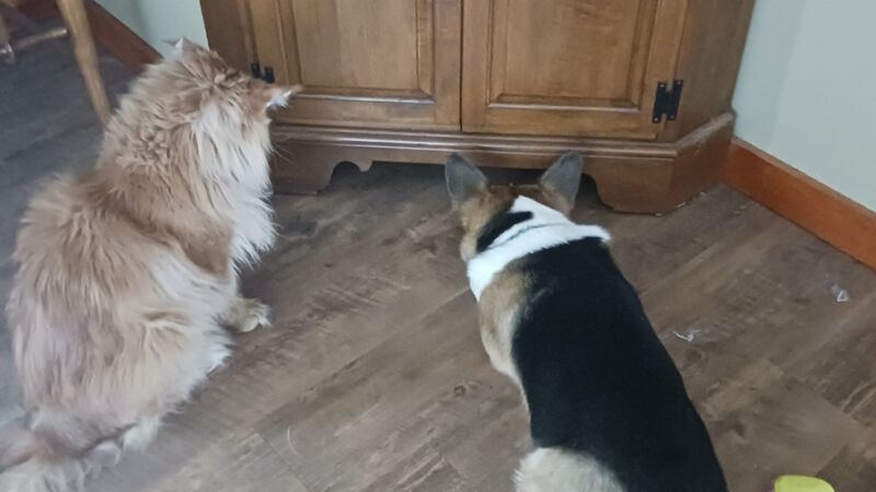 How I know we have mice