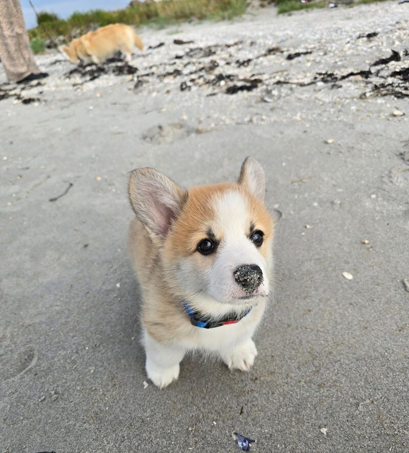 Puppys big day at the beach