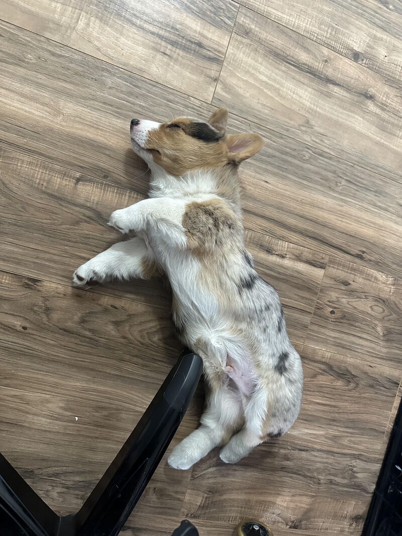 I was wondering why my chair stopped rolling.