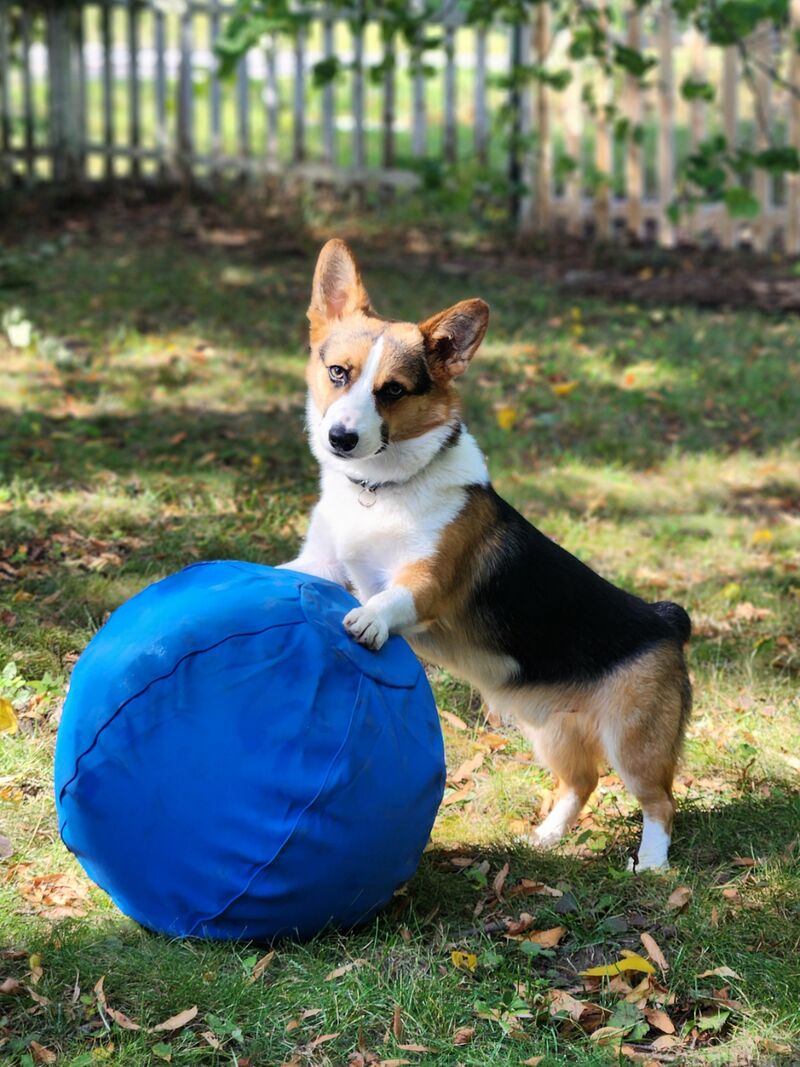 Best Ball for Corgis?