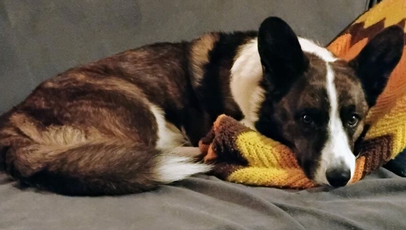 Toasted Croissant 🥐