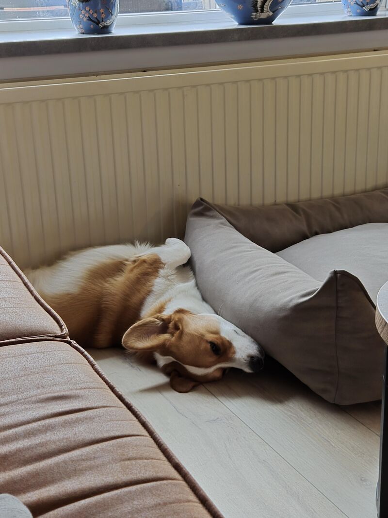Who's loaf also sleeps in weird positions? 🙃
