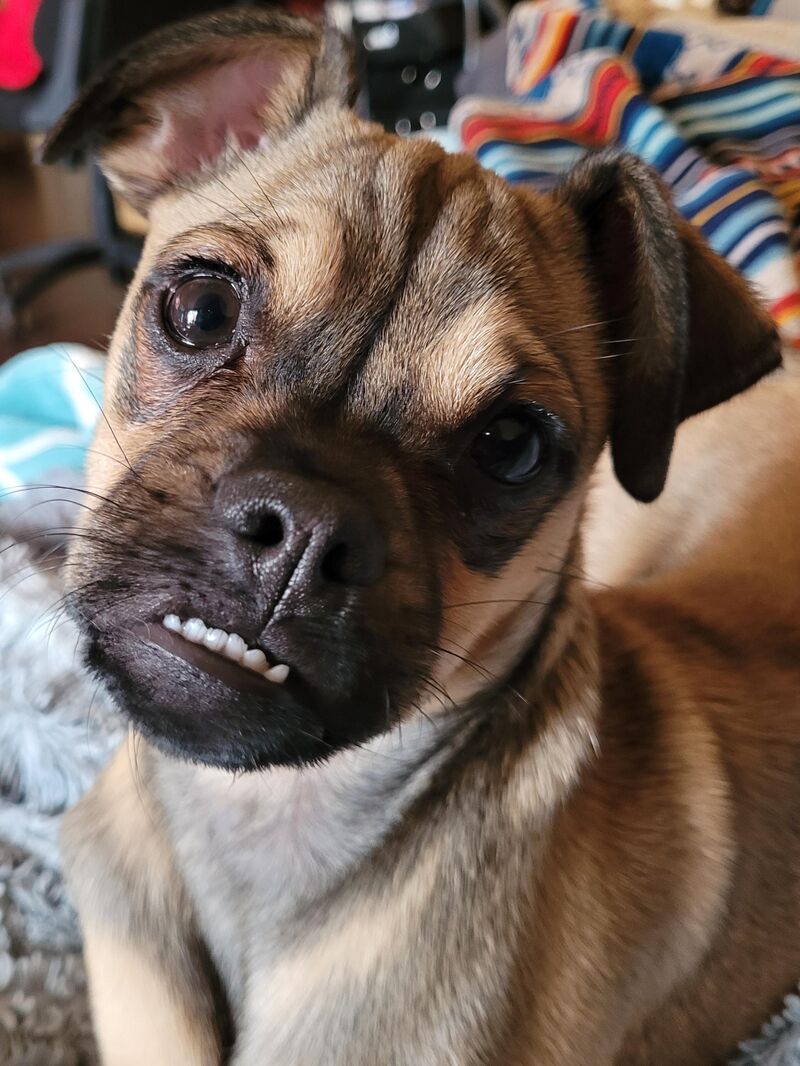 This is Ozzy and he absolutely cannot be taken seriously with this face.