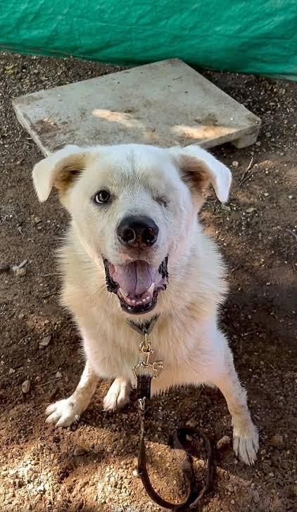 Meet Squintz (yes with a z), my childhood dog that my brother named when he was 9