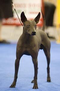 Mexicanhairless