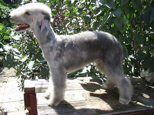 Terrier Bedlington