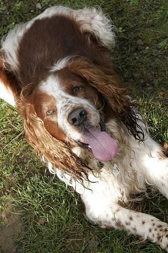 Spaniel Welsh