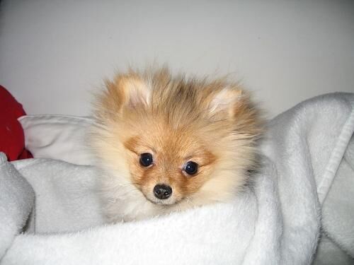 Pomeranian