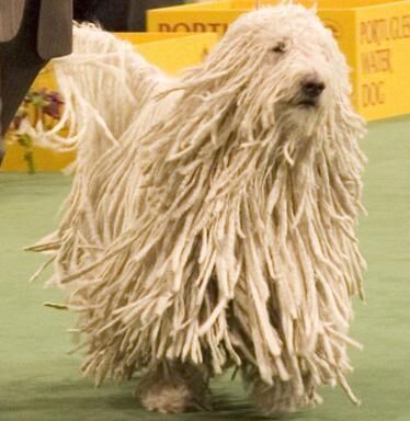 Komondor