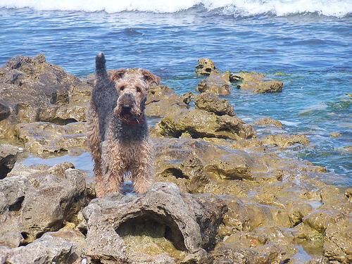 Airedale