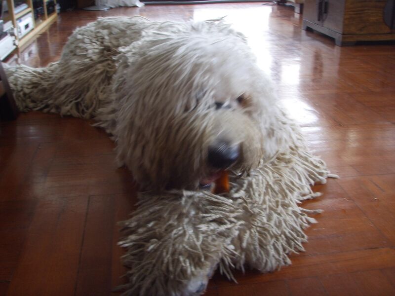 Komondor