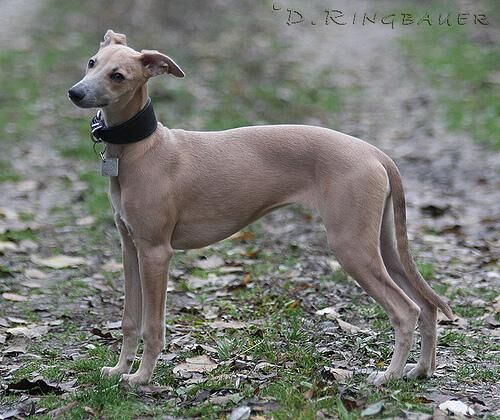 Whippet