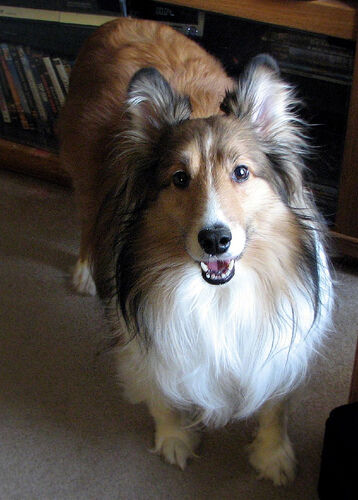 Sheepdog Shetland