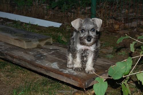 Schnauzer Miniature