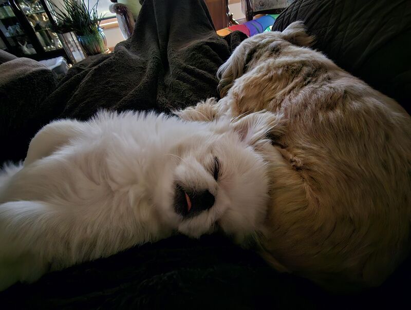 Mei Lin and Hana recharging