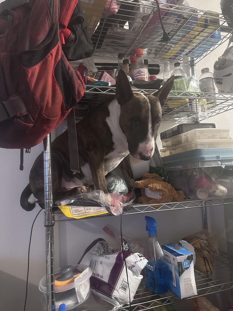 Tonton does not understand why snacks are not on snack shelf