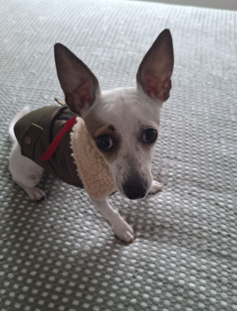 This is Elaine. She is very well behaved and loves all humans immensely.