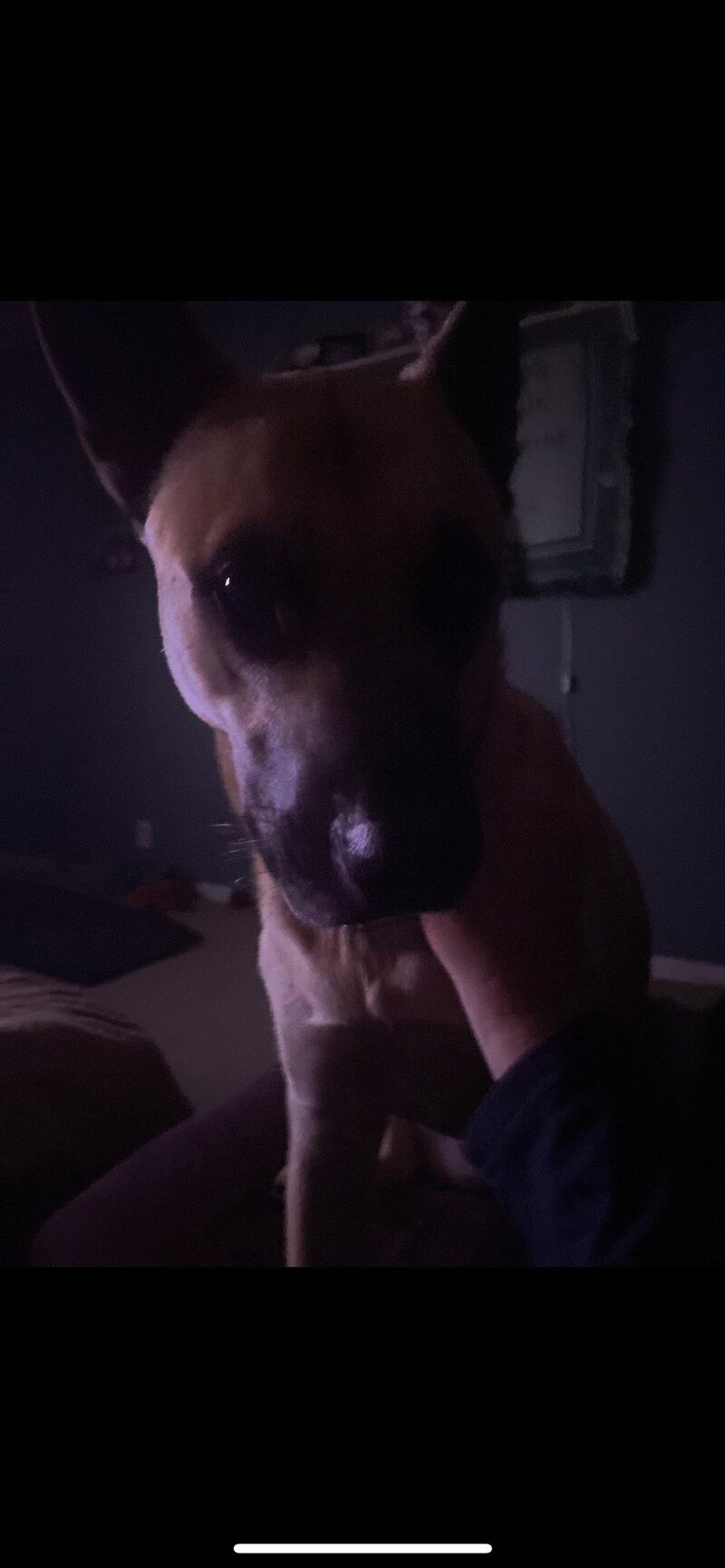 Can I get a boop for my birthday