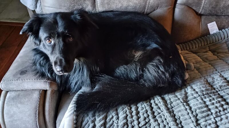 Meet Bear from rescued to home couch