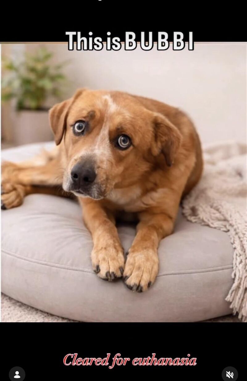 Bubbi, Euth 2-13-26, Lancaster Shelter, 5210 West Ave, Lancaster, Ca 93536