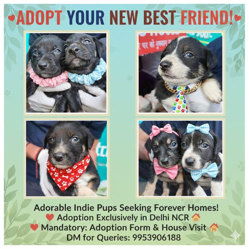 Adorable indie puppies for adoption - Delhi NCR