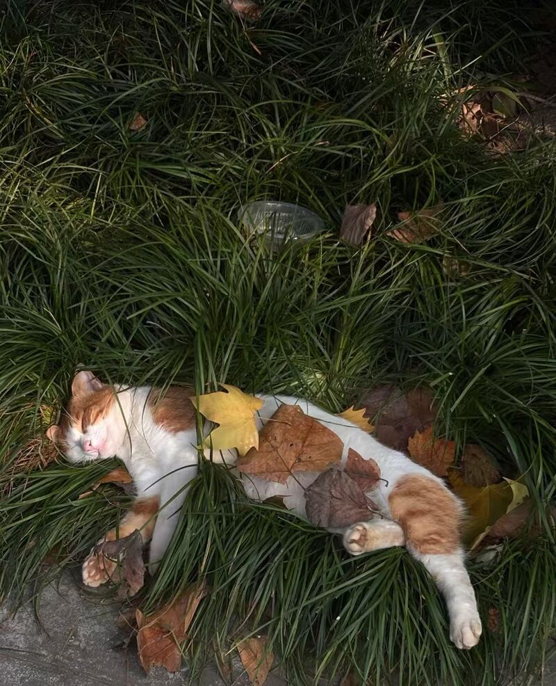 Spotted a very sleepy cat taking a roadside grass nap