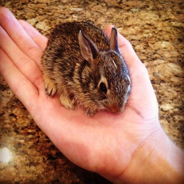 Baby bunny 🐰