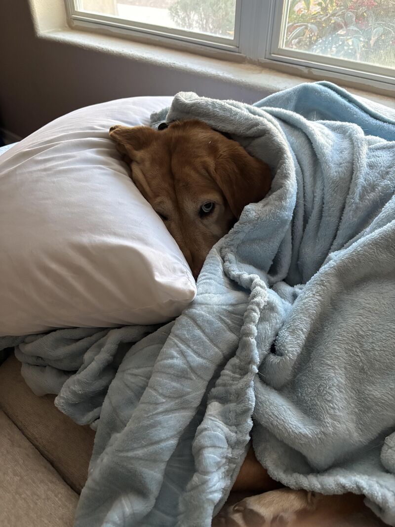 Saw the vet today. Weird things happened to his butt. Send thoughts and prayers.