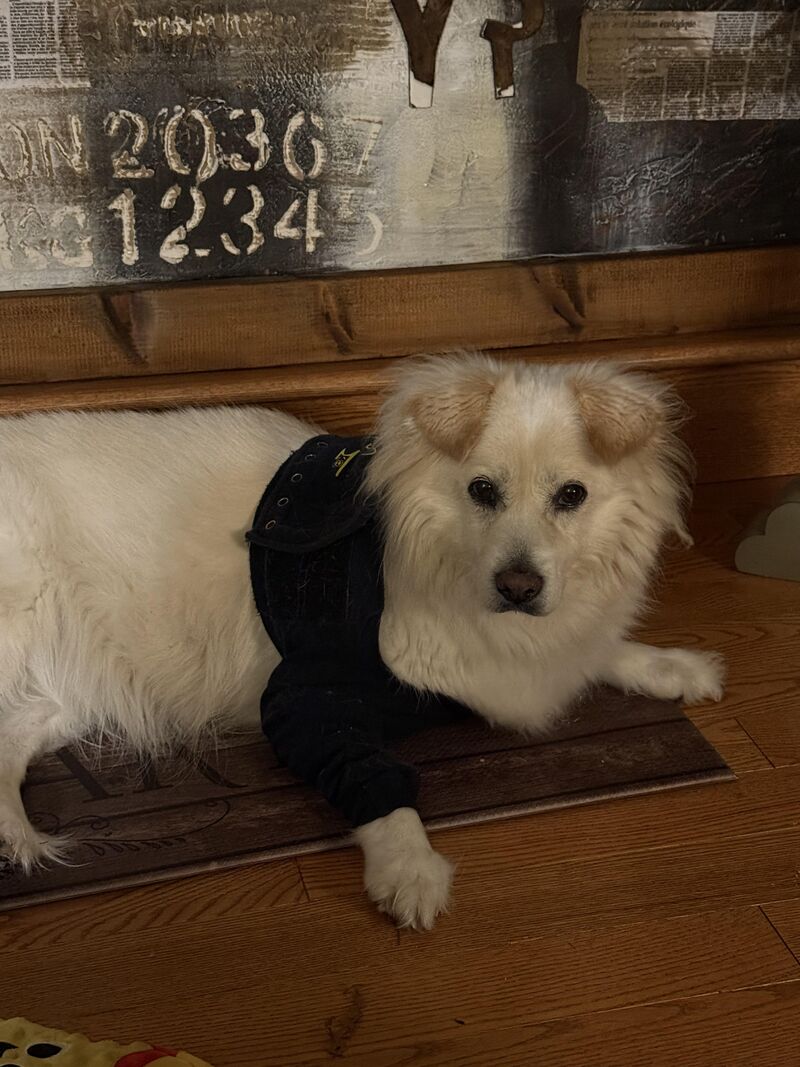 Desmond and I went to Canada so he can get some special medical care. He's hanging in there and I'm doing my best!