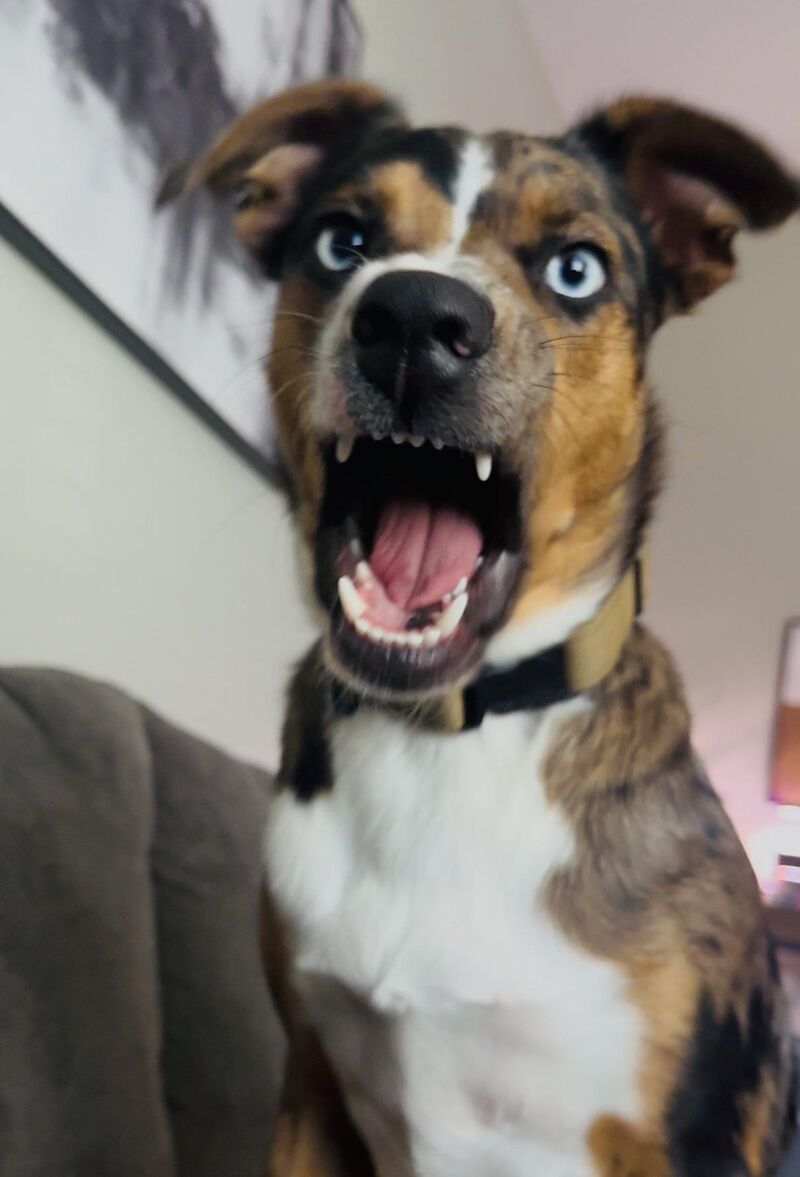 Getting scolded by the doggo.