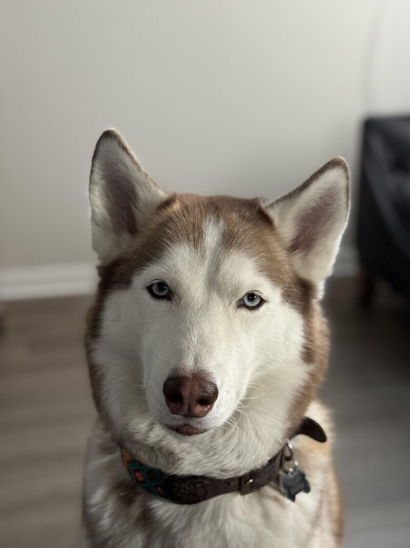 Does your dog bite? No, it’s even worse; she judges.