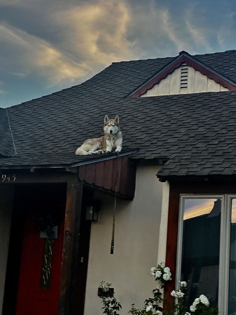My Neighbor's Husky Enjoys His Rooftop View!