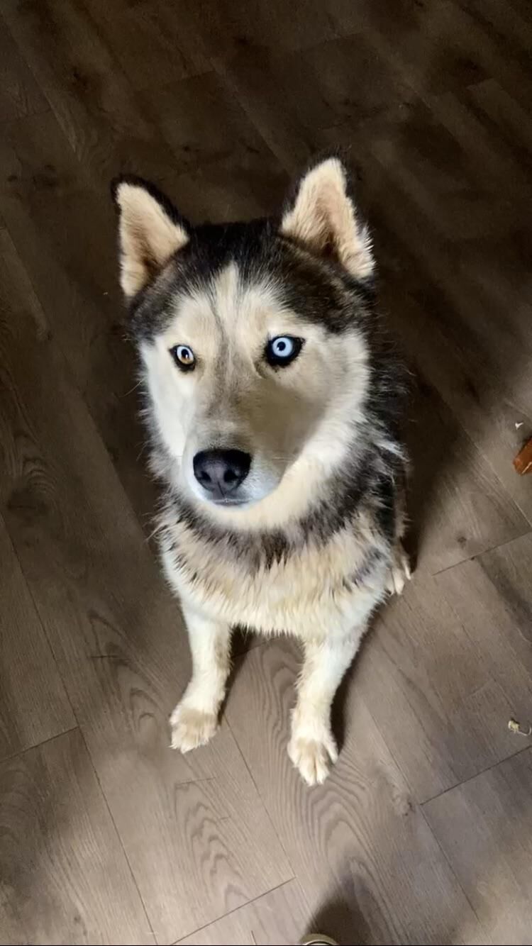 My boy with the parti eyes 👀