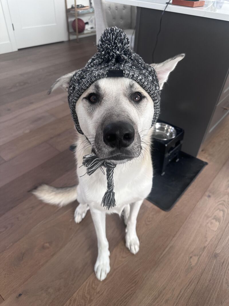 My mostly husky, GSD, great pyr mix ready to hike in the snow in style!