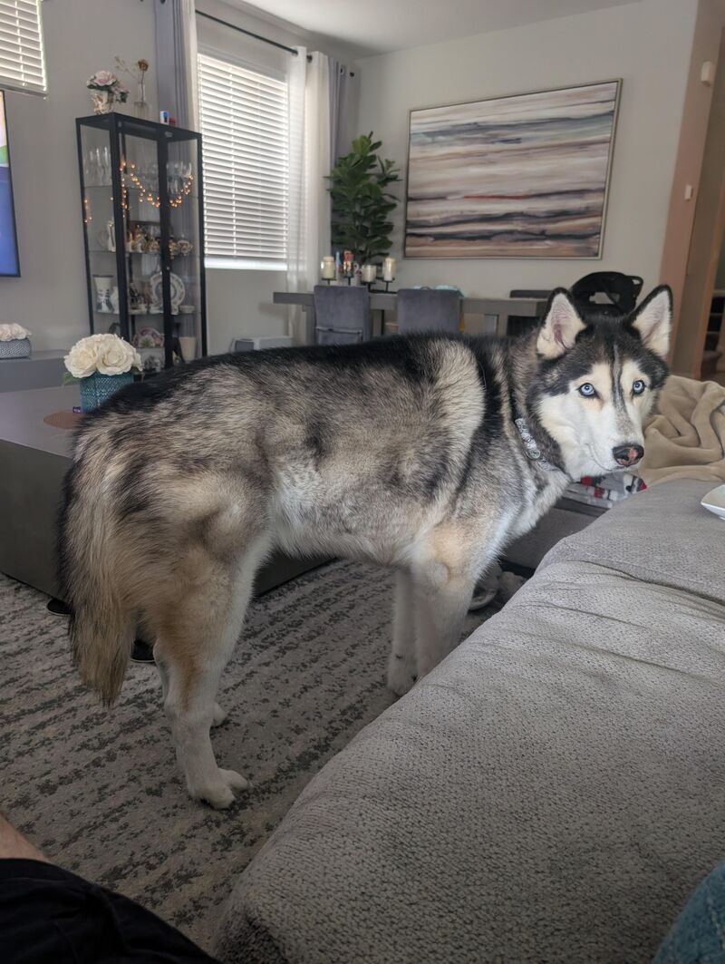 He's up to something