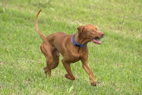 Vizsla